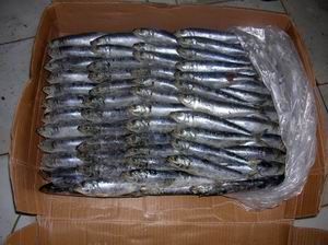 SARDINE FOR TUNA BAIT